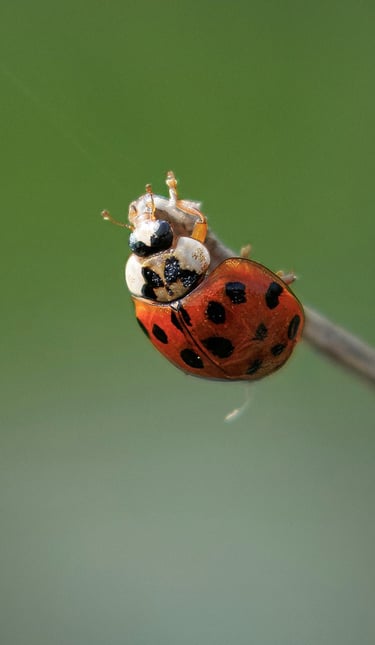 Ladybird