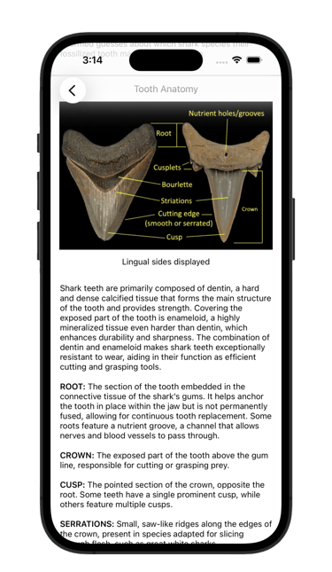 Shark tooth anatomy
