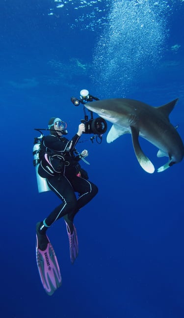 requin océanique avec un plongeur qui le photographie
