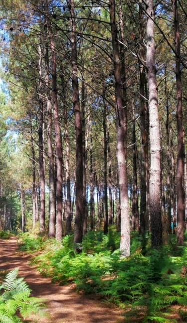 photo d'une forêt Landaise