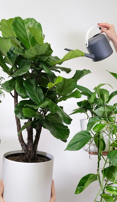 Ficus lyrata Fiddle Leaf Fig Tree being watered