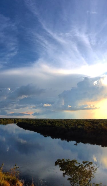 Vichada, Colombia. Terra Forest