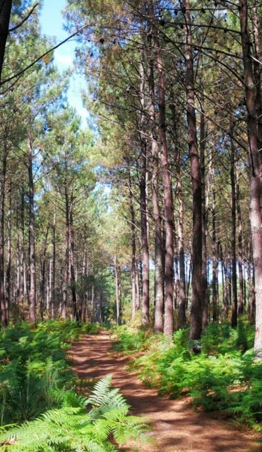 photo d'une forêt Landaise