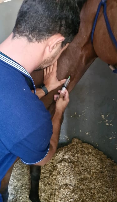Acompanhamento clínico individualizado para cavalos atletas