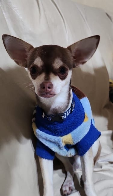 Un cachorro de chihuahua de pelo corto, de color marrón y blanco, que lleva un jersey para perros 