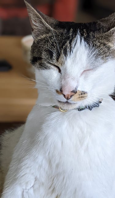 a cat is sitting on a chair and has a collar