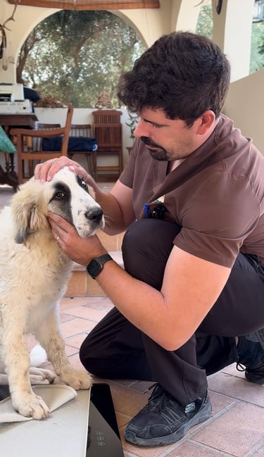 microchip a domicilio