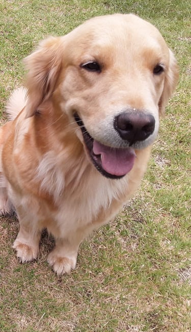 adiestrador PROFESIONAL UBA