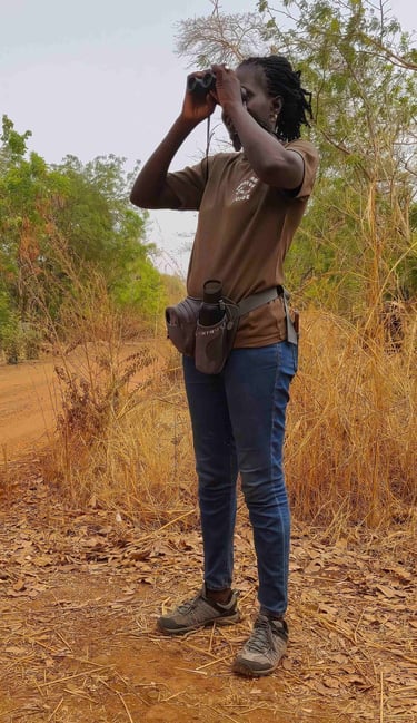 Bird guide scanning for rare species in the bush.