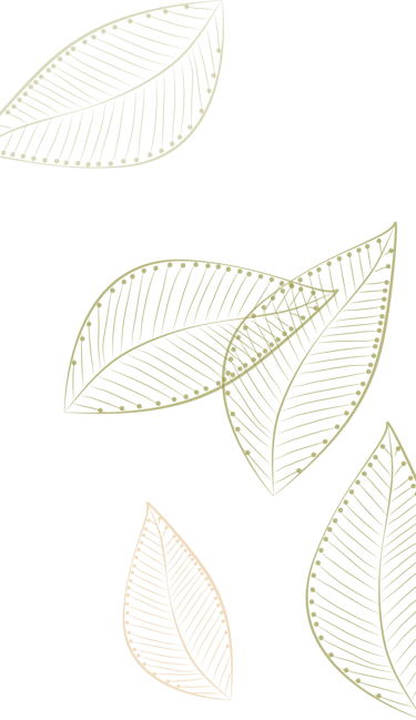 a group of leaves on a white background