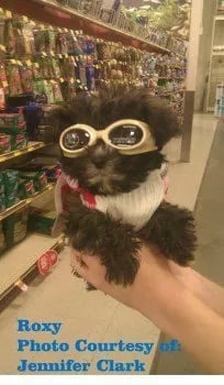 Maltipoo Puppies for Sale