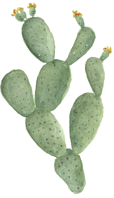 large cactus with yellow orange flowers