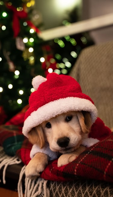Golden retreiver puppy in a Christmas hat