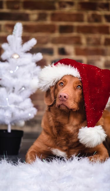Brown dog with Christmas hat