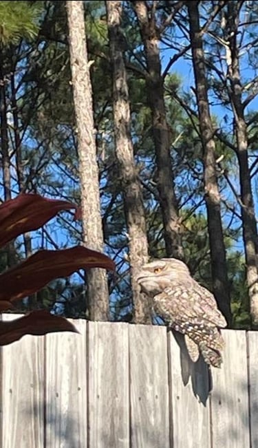 Tawny frogmouth near pine forest