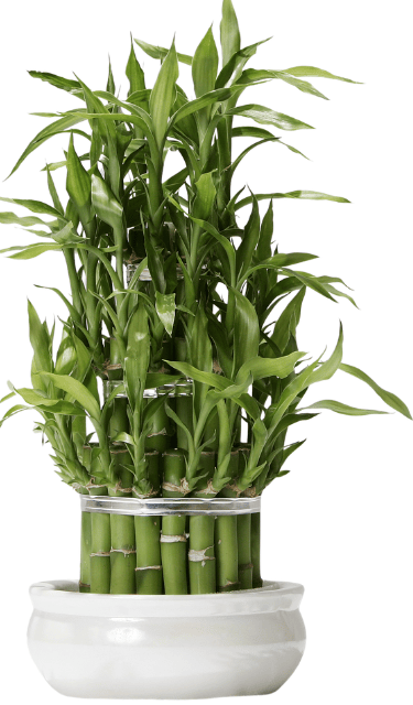 La Bulle Sauna Fauteuils de massage