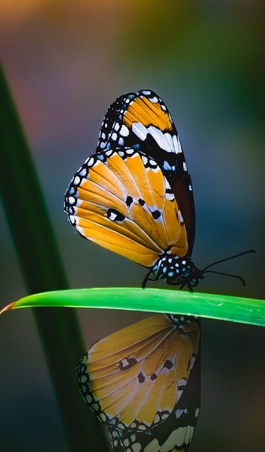 Reflections & Transformation during counselling & psychological therapies with Lisa @ Reflective Practices & S... , Caloundra