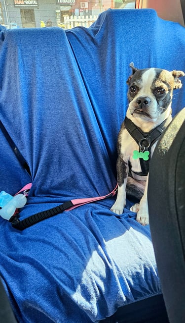 Yoki in a rental car with backseat cover.