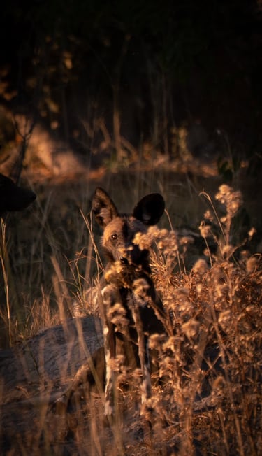 safari, lycaon dans la savane