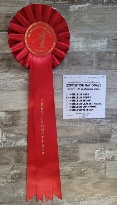 1er prix remporté par futur étalon Schnauzer nain