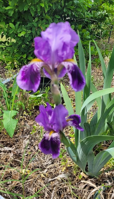 purple iris