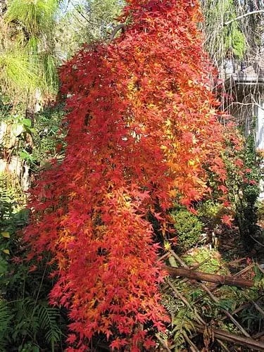 acer ryusen