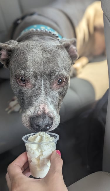 pit bull excited for their pup cup after a long hike