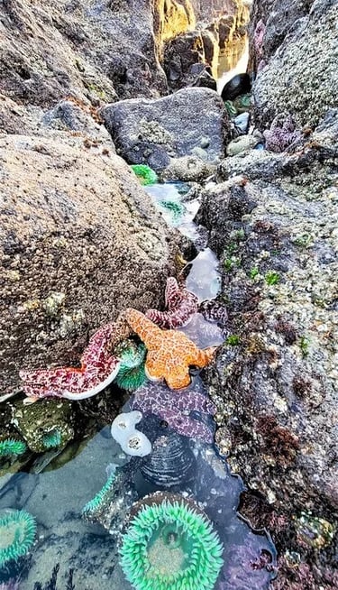 Oregon Coast - Sea creatures in the tidepools at Strawberry Hill Wayside