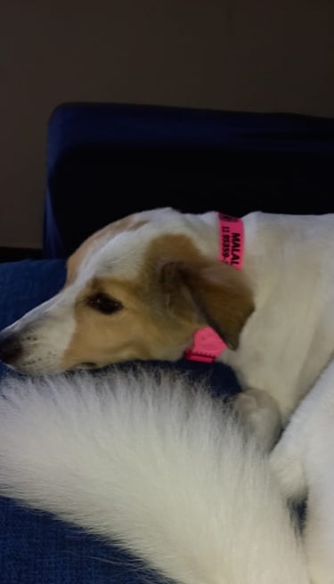 cachorro deitado usando a coleira