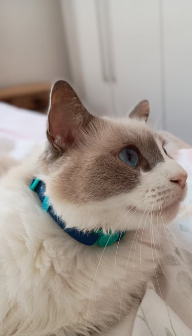 gato usando coleira
