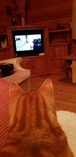 Rusty the ginger cat watching a David Attenborough wildlife programme from the sofa.