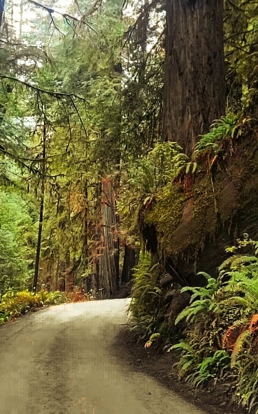 A winding dirt road through a lush redwood forest with giant trees and green ferns.