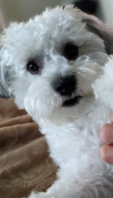 Perfect Paw Pups Mal-Shi Puppy Litter MalSh Fur Babies