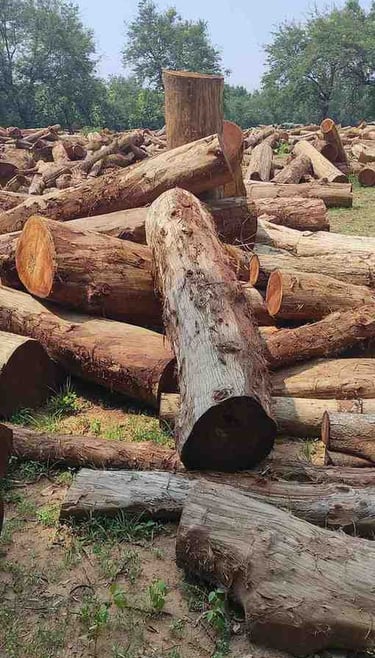 “High-quality teak wood log stacks at depot ready for global shipment and export supply”