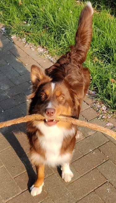 Berger_Australien_LaPatPattes