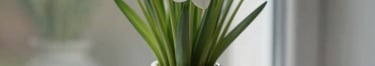 A soft focus image of white Nordic flowers in a ceramic vase on a windowsill, symbolizing purity and new beginnings.