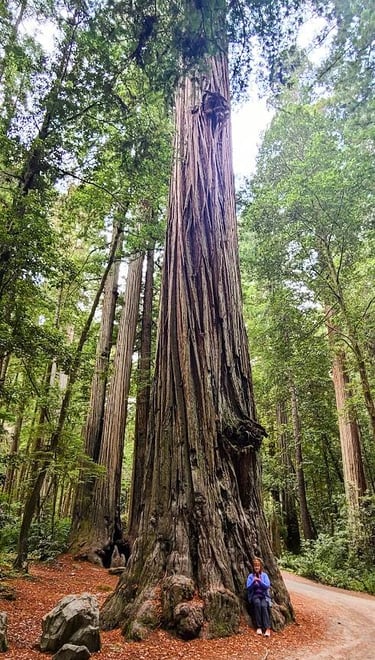 CA Coast - Giant trees along Howland Hill Rd, a narrow dirt road thru Jedediah Smith Redwood Park