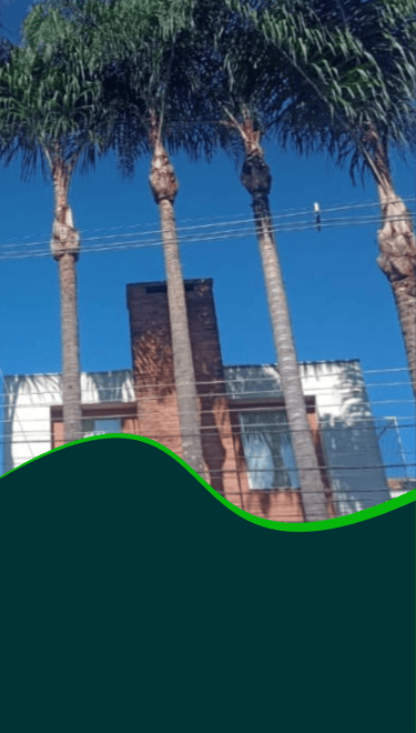 corte-arvores-curitiba-pr