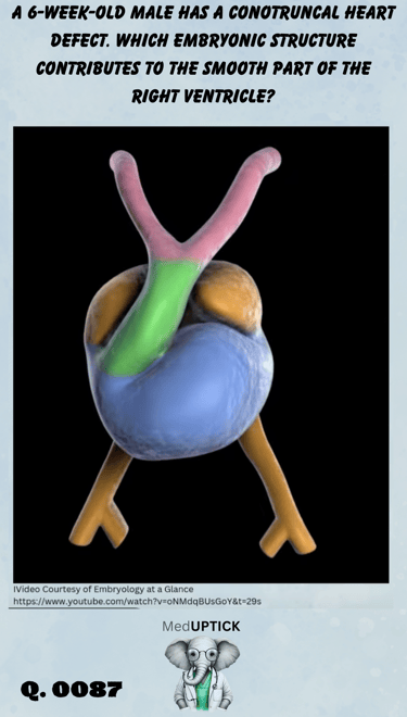 a colorful rendition of the development of the heart as it transforms from a heart tube