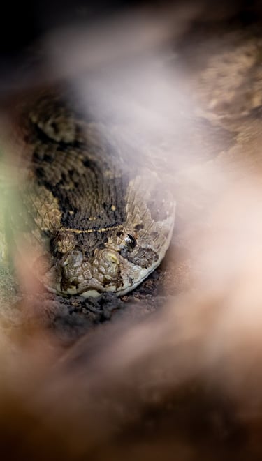 a puff adder in the grass