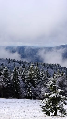 forêt des vosges en hiver