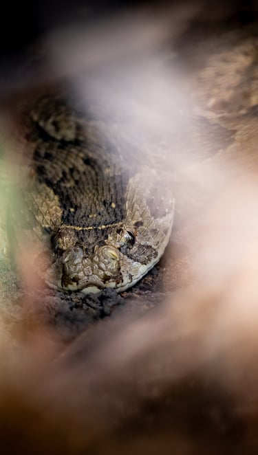 a puff adder in the grass