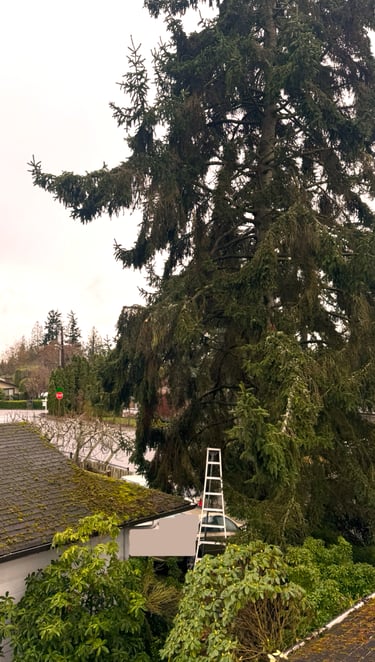 Evergreen tree being trimmed away from roofline in Bothell WA