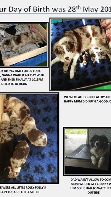puppies born border collie 