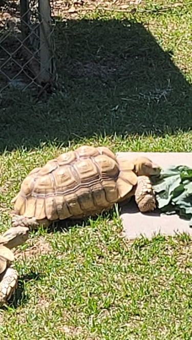 Mario enjoying some collards