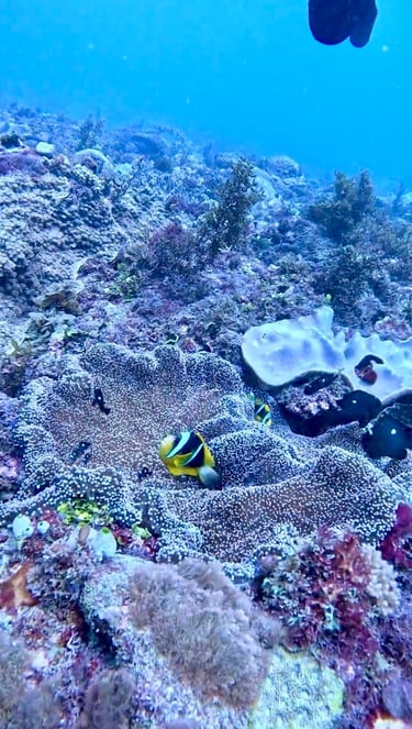 Yellowtail clownfish swimming above a sea anemone on a vibrant coral reef in clear blue tropical water.