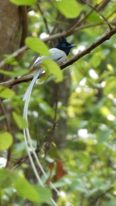 paradise bird in bardiya