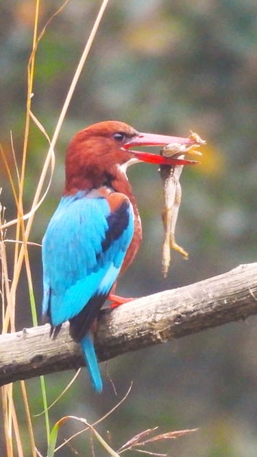 martin pêcheur dans le Parc National de Bardiya