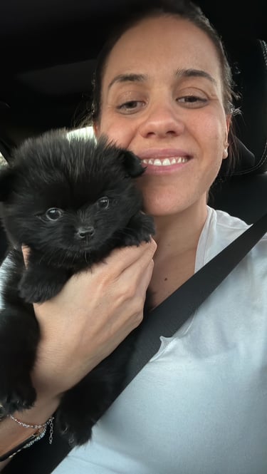 venta perrito pomerania argentina