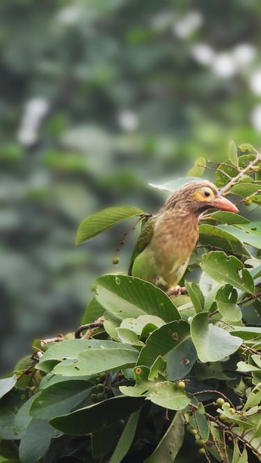 brown barbet in Bardiya